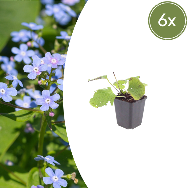 Brunnera macrophylla - Nomeolvides del Cáucaso - ↕10-25cm - Ø9cm - 6x
