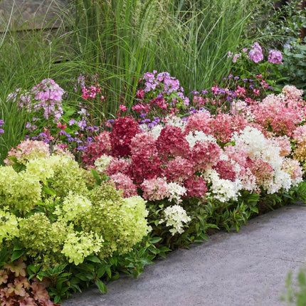 Hydrangea panniculata Groundbreaker Blush - Pluimhortensia - Roze-Groen-Rood - ↕20-25cm - Ø14cm - 3x