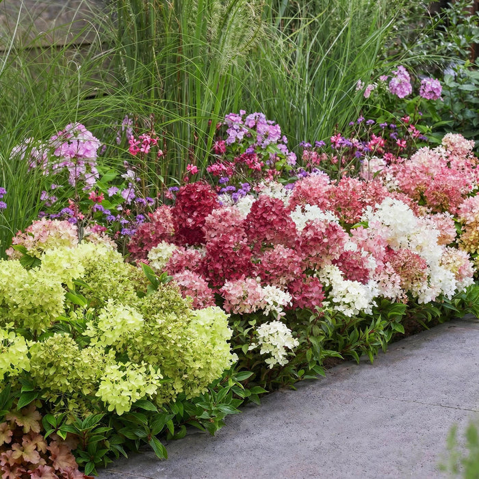 Hydrangea panniculata Groundbreaker Blush - Pluimhortensia - Roze-Groe ...
