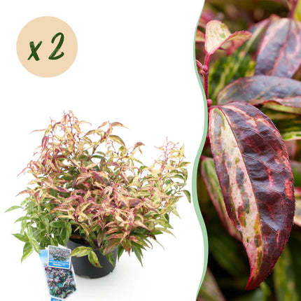 Leucothoe Makijaz - Bruin - 2 Planten - Groenblijvend - Weinig Onderhoud - Pot 17cm Hoogte 45cm