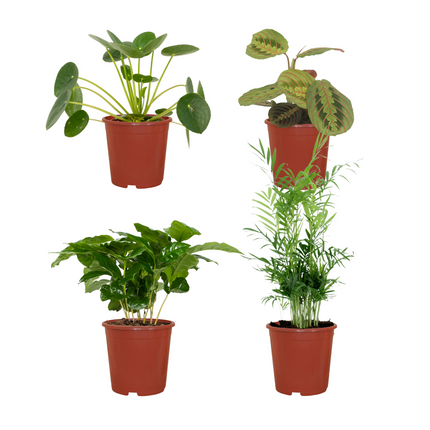 Pet-Friendly Plant Box - ↕20-40cm - Ø12cm - 4x
