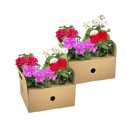 Pelargonium peltatum Mix Ø12 cm - ↕20 cm - 8x