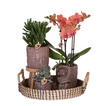 Kolibri Orchids | Gift Set Tree - Oranje Phalaenopsis Orchidee Mineral Bolzano & Succulenten