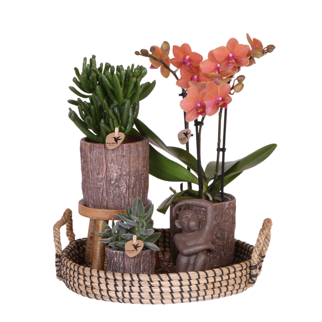 Kolibri Orchids | Gift Set Tree - Oranje Phalaenopsis Orchidee Mineral Bolzano & Succulenten
