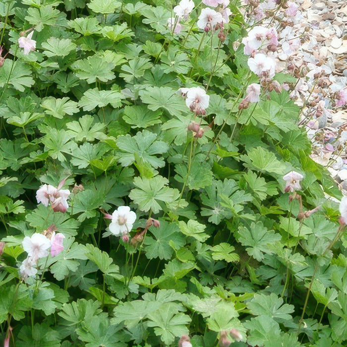 Geranium cantabrigiense 'Biokovo' - ↕10-25cm - Ø9cm - 60x