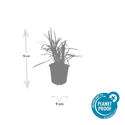 Liriope muscari 'Monroe White' - ↕10-25cm - Ø9cm - 48x