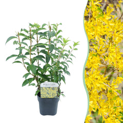 Collection image for: Forsythia