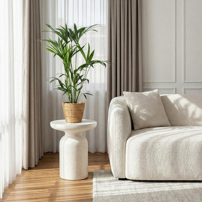 Howea Forsteriana - Kentia Palm - met Mand - ↕80-85cm - Ø19cm