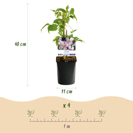 Klimplanten Rainbow - Clematis Montana Rubens, Hedera helix, lonicera Goldflame, Campsis madame Galen - Jaarrond kleur - 4 planten - ↕40cm - Ø11cm