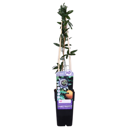 Passiebloem - Passiflora Blauw caerulea - ↕65cm - Ø15cm