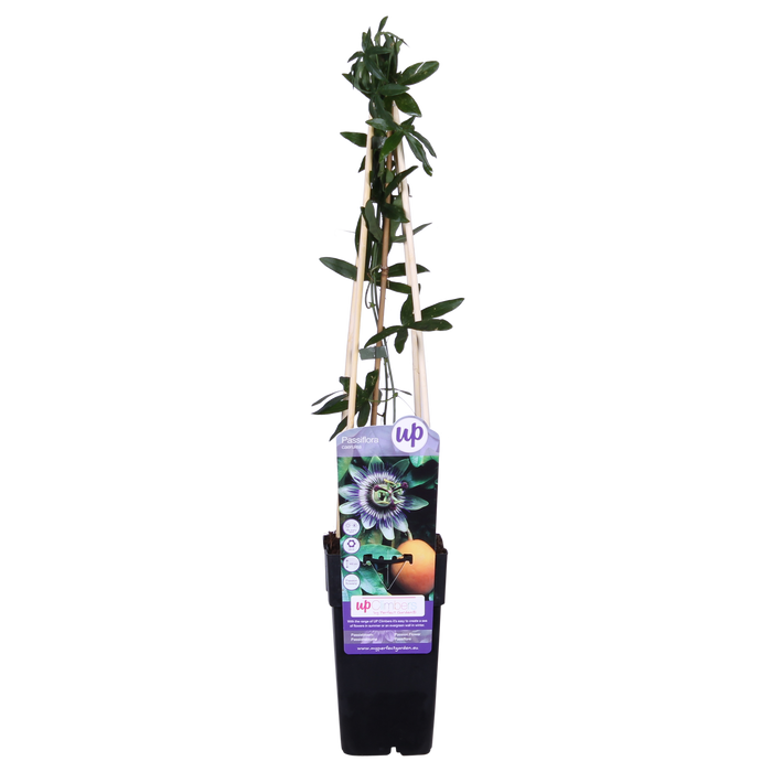 Passiebloem - Passiflora Blauw caerulea - ↕65cm - Ø15cm