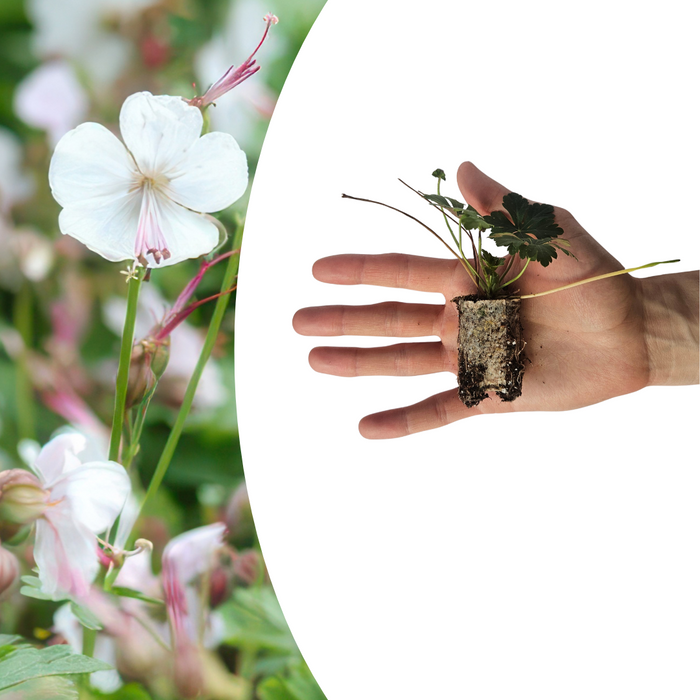 Geranium – 6 Pluggen | Kweek & Geniet van een Kleurrijke Tuin