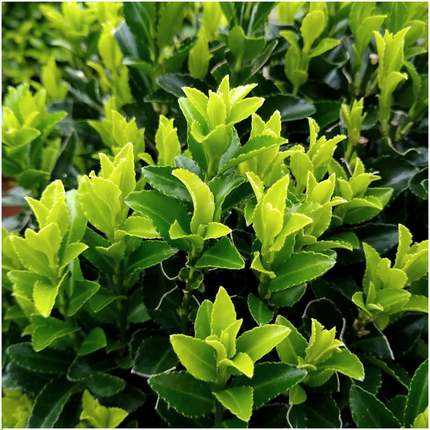 Euonymus 'Green Spire' - Cappello del cardinale - ↕15cm - Ø7cm - 24x
