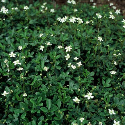 Potentilla tridentata 'Nuuk' - Ganzerik - ↕10-25cm - Ø9cm - 48x
