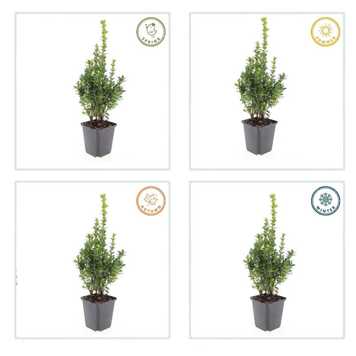 Buxus Sempervirens - ↕10-25cm - Ø9cm - 40x