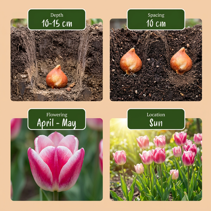 48x Tulipa Mata Hari - Bloembollen - Mata Hari tulp - Roze en Wit - Voorjaarsbloeier - Bolmaat 11/12