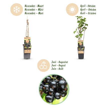 Ribes nigrum Ben Nevis - Bessenplant - Zwarte Bes - ↕50cm - Ø15cm - 2x