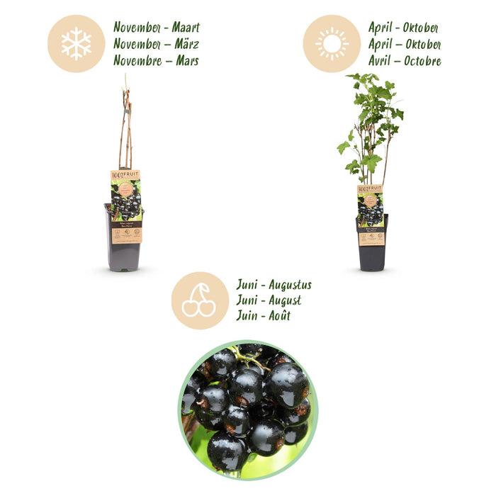 Ribes nigrum Ben Nevis - Bessenplant - Zwarte Bes - ↕50cm - Ø15cm - 2x