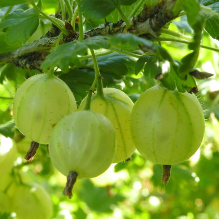 Ribes uva-crispa Hinnonmäki Grün - Kruisbes - Winterhard - Groene Bes - 2 Planten - Pot 15cm - Hoogte 50cm