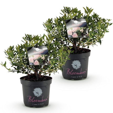 Dwerg Rhododendron - Rhododendron Bloombux Light Pink - Bloeiende Buxus - Licht Roze Bloem - ↕45-55cm - Ø23cm - 2x
