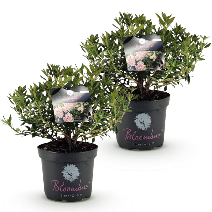 Dwerg Rhododendron - Rhododendron Bloombux Light Pink - Bloeiende Buxus - Licht Roze Bloem - ↕45-55cm - Ø23cm - 2x