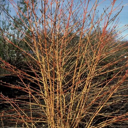 Cornus sanguinea 'Midwinter Fire' - Kornoelje - ↕10-25cm - Ø9cm - 24x