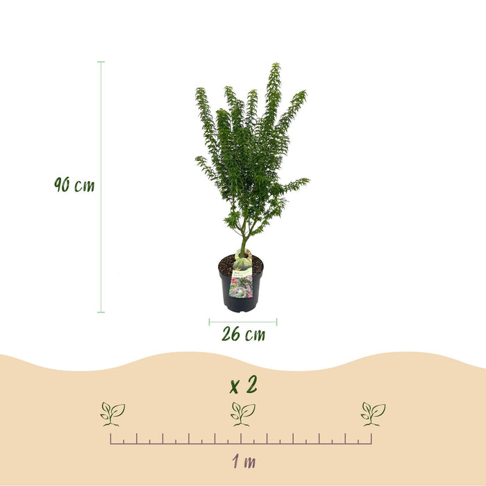 Acer palmatum Koto Hime - Japanse Esdoorn - Groen - ↕90cm - Ø26cm