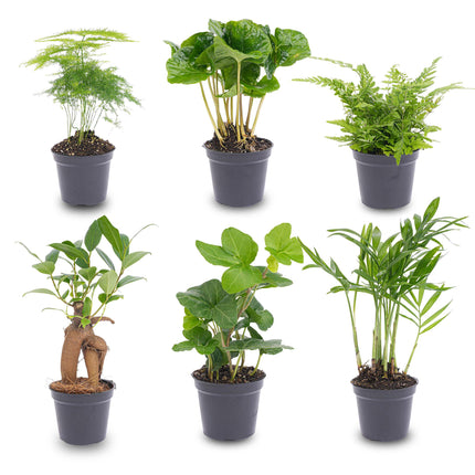 Set di piante - 6 piante verdi - Ø6cm