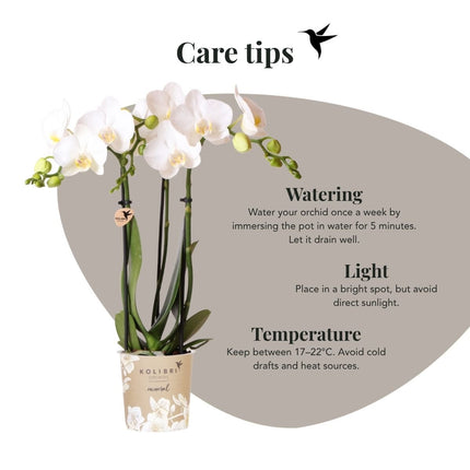 Kolibri Orchids | Witte Phalaenopsis Orchidee - Mineral Amabilis in Elite Sierpot Goud met Giftbox - Ø9 cm