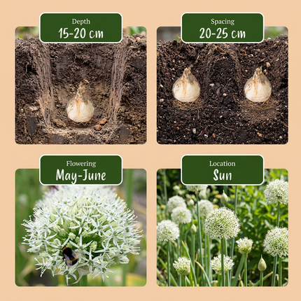 12x Allium Mount Everest - Bloembollen - Sierui - Wit - Zomerbloeier - Bolmaat 16/18