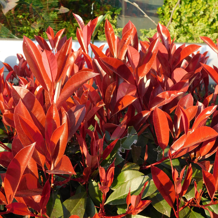 Haagplanten - Photinia fraseri Red Robin - blad rood groen  - 8 planten - 1 strekkende meter - groenblijvend - pot 9cm hoogte 30-35cm