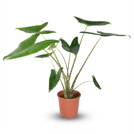Alocasia Zebrina - ↕70-75cm - Ø21cm