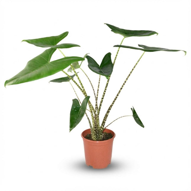 Alocasia Zebrina - ↕70-75cm - Ø21cm