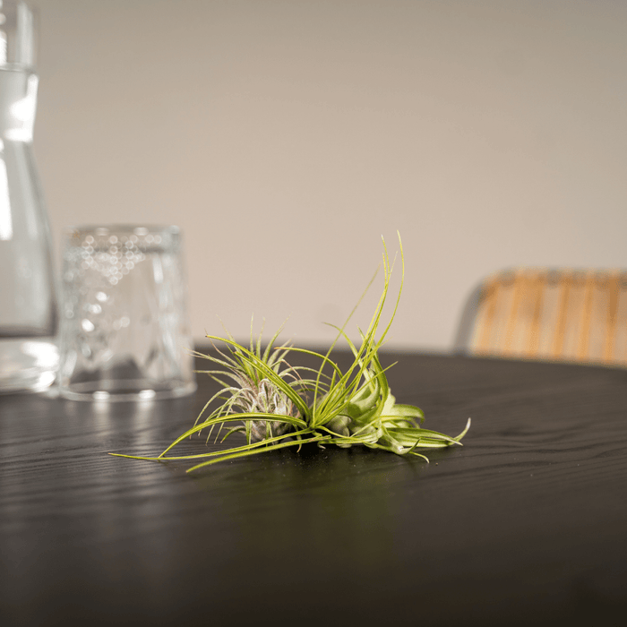 Tillandsia Air mix - 5 stuks - 6 cm - ø6 | Luchtplantjes