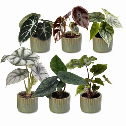 Baby Alocasia Familie 6x - Rood - Groen - Zwart - Zilver - Grijs - Tropisch - incl. Linnea Olive - Ø6cm - ↕12cm