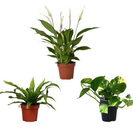 Air purifying mix - ↕20-45cm - Ø12cm - 3x