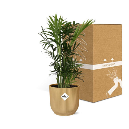 Chamaedorea Elegans in elho Vibes Fold Ø14cm yellow