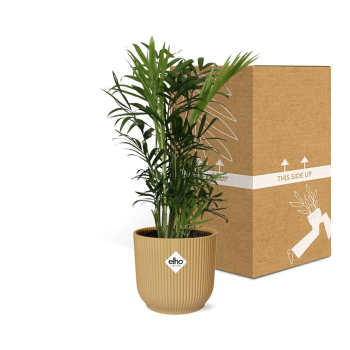 Chamaedorea Elegans in elho Vibes Fold Ø14cm geel