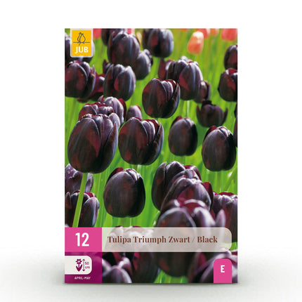 Blumenzwiebeln – Tulpe Triumph Black – Farbe: Dunkelviolett – 12 Stück – Zwiebelgröße: 11/12 – XXL-Packung