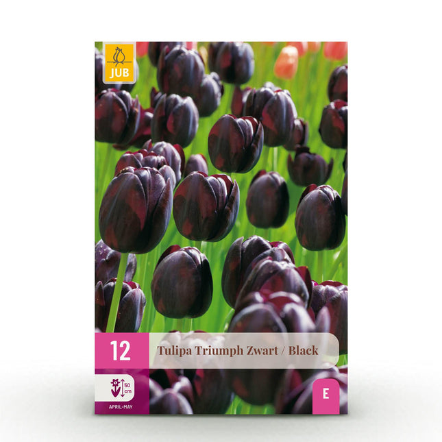 Bulbi da fiore - Tulipano Triumph Nero - Colore Viola Scuro - 12 pezzi - Misura bulbo 11/12 - Confezione XXL