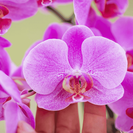 Kolibri Orchids | Gift Set Desert Summer Paars - Roze-Paarse Phalaenopsis Orchidee Mineral Frederikstad & Succulenten