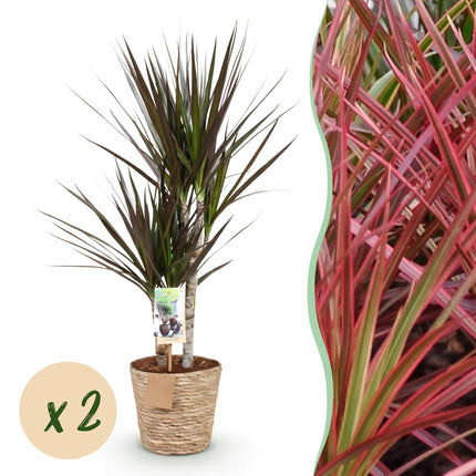 Dracaena Magenta - Arbre Dragon - avec panier - ↕70-80cm - Ø17cm - 2x