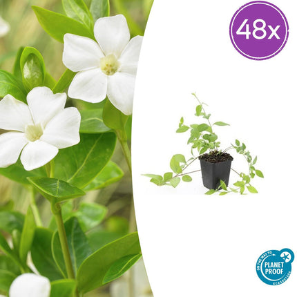 Vinca major 'Alba' - Grote Maagdenpalm - ↕10-25cm - Ø9cm - 48x