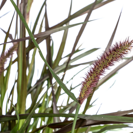 Pennisetum x Advena Chelsea - ↕70-80cm - Ø27cm