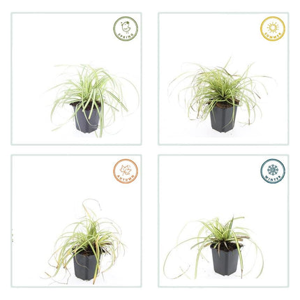 Carex oshimensis 'Evergold' - Zegge - ↕10-25cm - Ø9cm - 48x