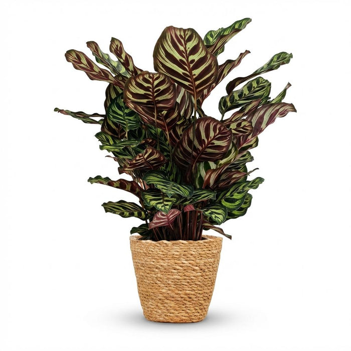 Calathea Makoyana - Pauwenplant - met Mand - ↕70cm - Ø19cm