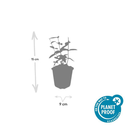 Hypericum inodorum 'Annebel' - ↕10-25cm - Ø9cm - 48x