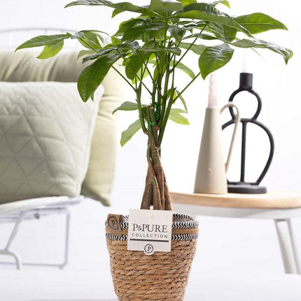 Pachira Aquatica w koszu P&PURE - Ø12cm - ↕45cm