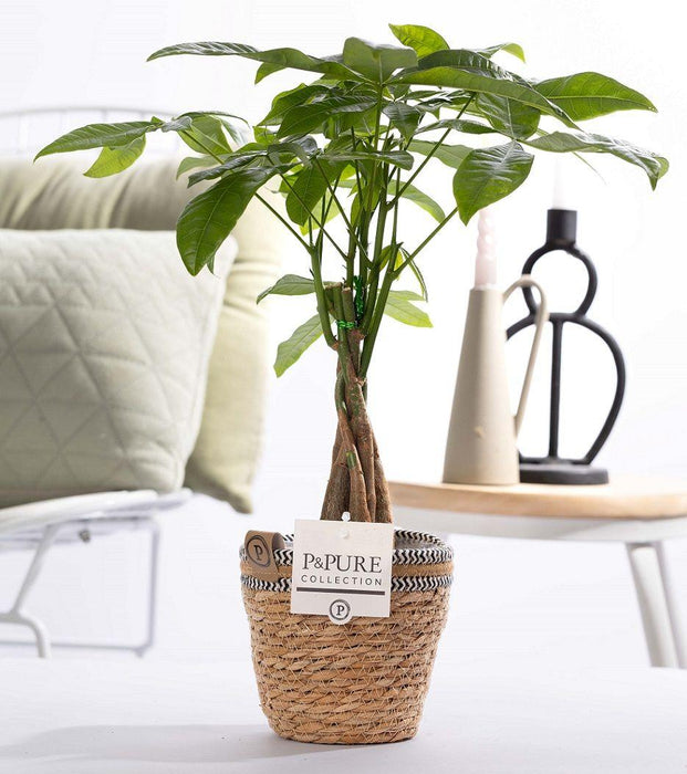 Pachira Aquatica In P&PURE Basket- Ø12cm - ↕45cm