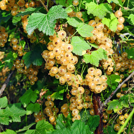 Ribes rubrum Perla Blanca - Planta de bayas - Resistente - Grosella blanca - 2 plantas - Maceta de 15 cm - Altura 50 cm